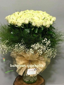 beyaz gül Tasarımı